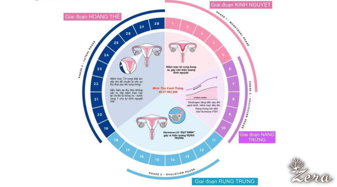 mô tả quy trình rụng trứng cho mẹ chuẩn bị mang thai