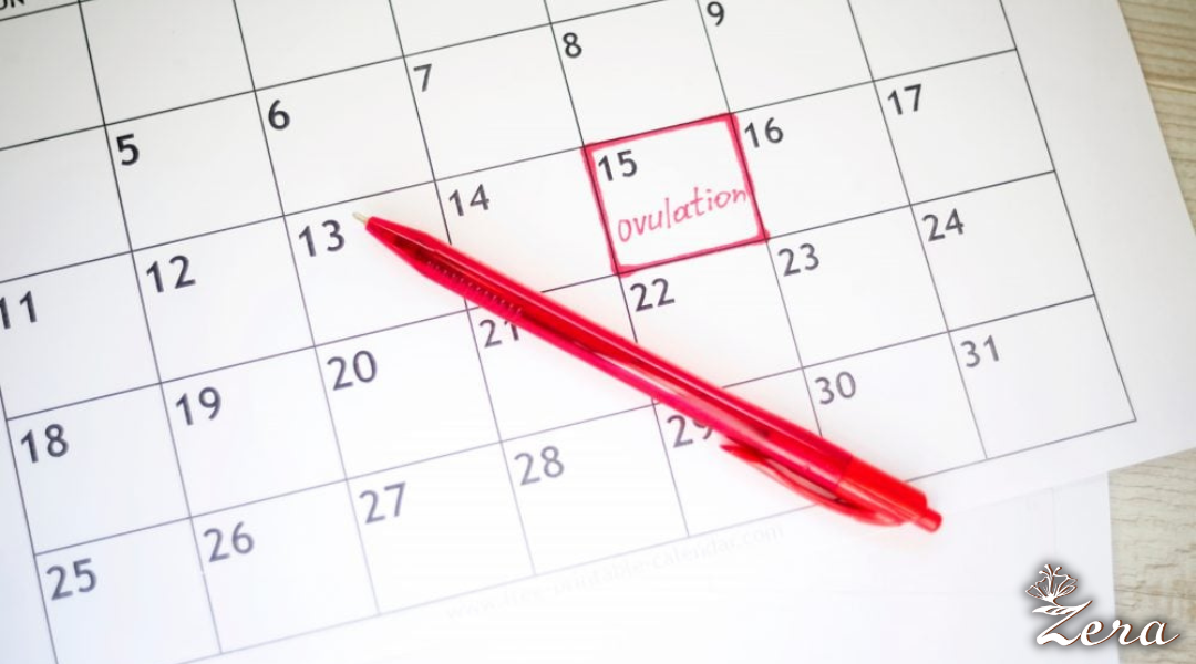 Tính thời gian rụng trứng để dễ mang thai