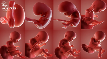 Thời điểm thai nhi dễ xảy ra dị tật nhất là khi nào?