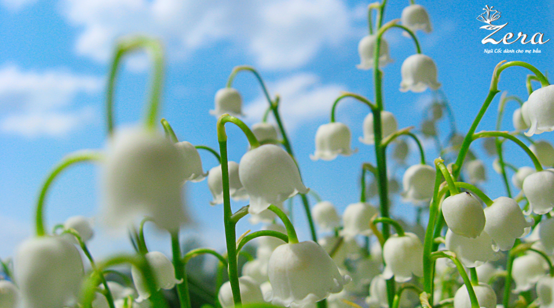 Loại hoa mẹ bầu cần tránh xa