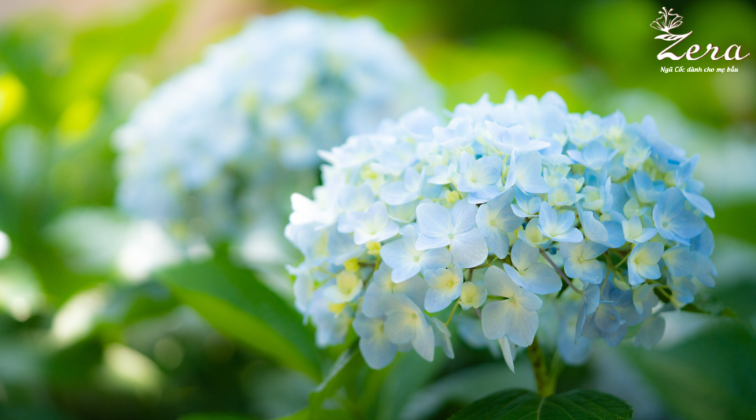 Loại hoa mẹ bầu cần tránh xa